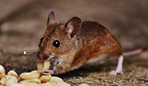 24 Hour & Emergency Exterminators in West Hills, CA